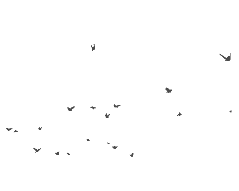 Birdfly